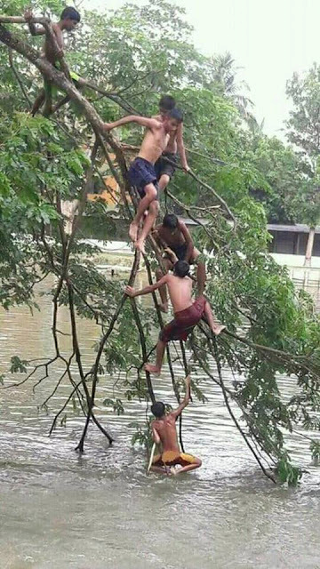 children playing on trees down in river